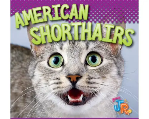 American Shorthairs