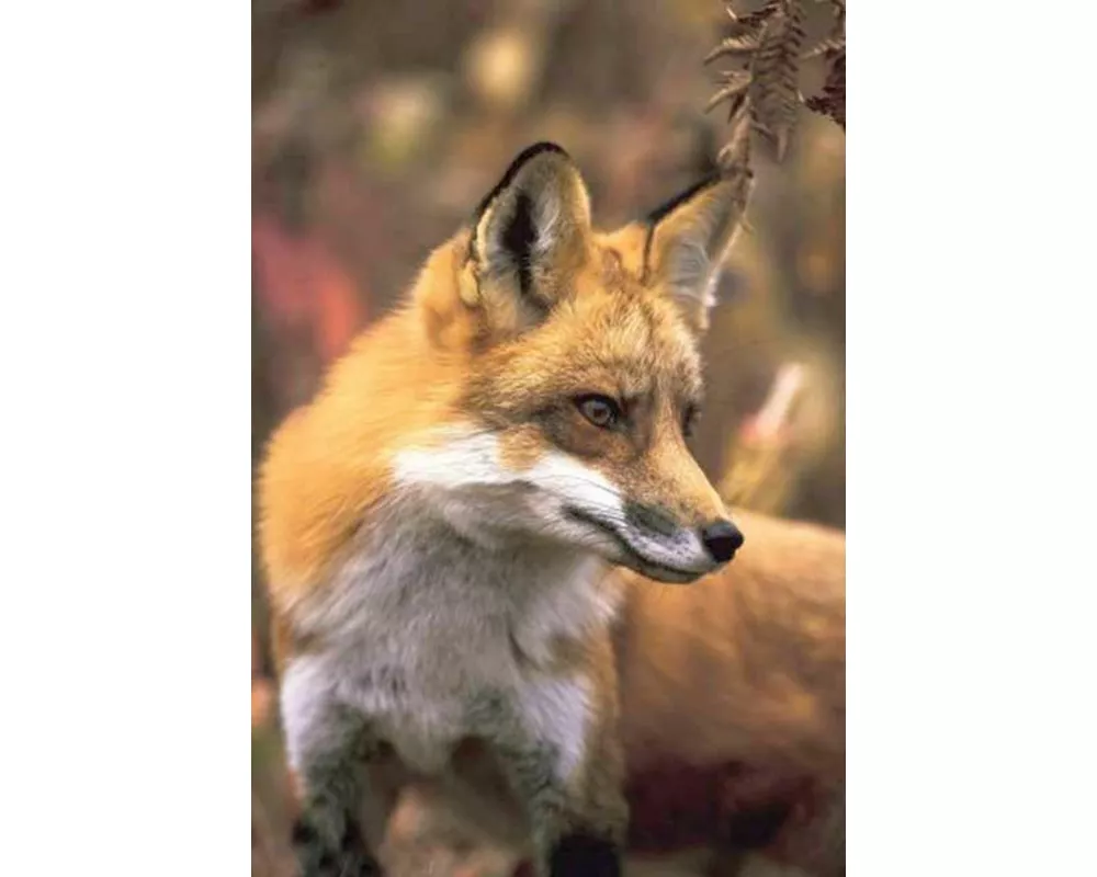 Fox Blank Journal