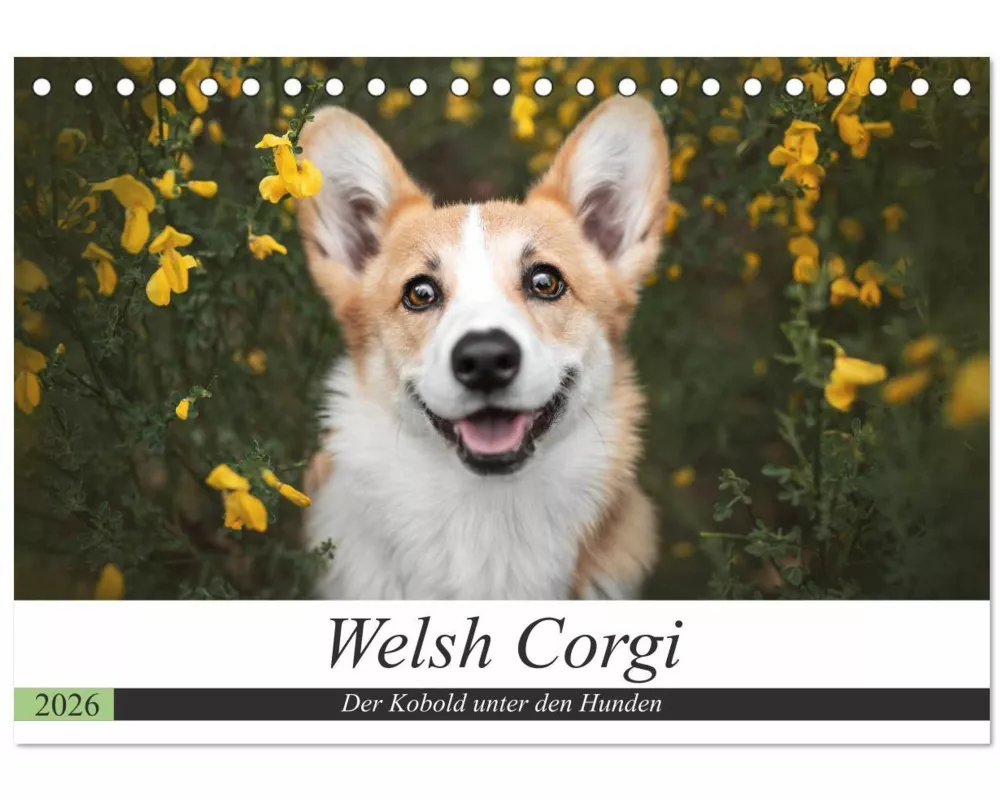 Welsh Corgi - Der Kobold unter den Hunden (Tischkalender 2026 DIN A5 quer), CALVENDO Monatskalender