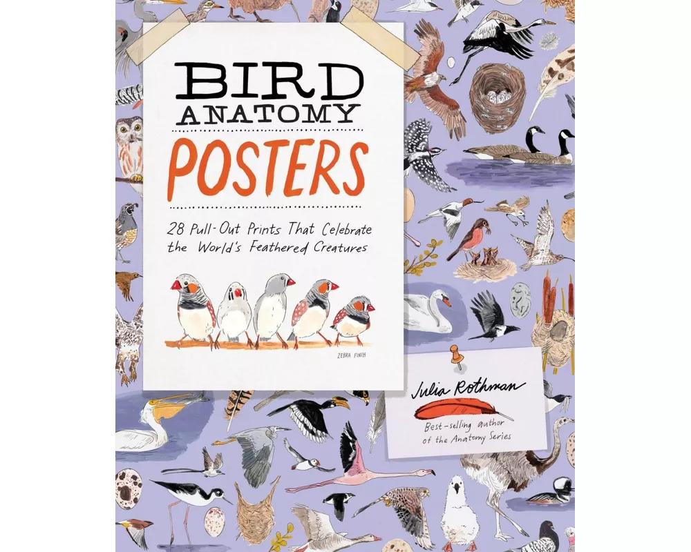 Bird Anatomy Posters