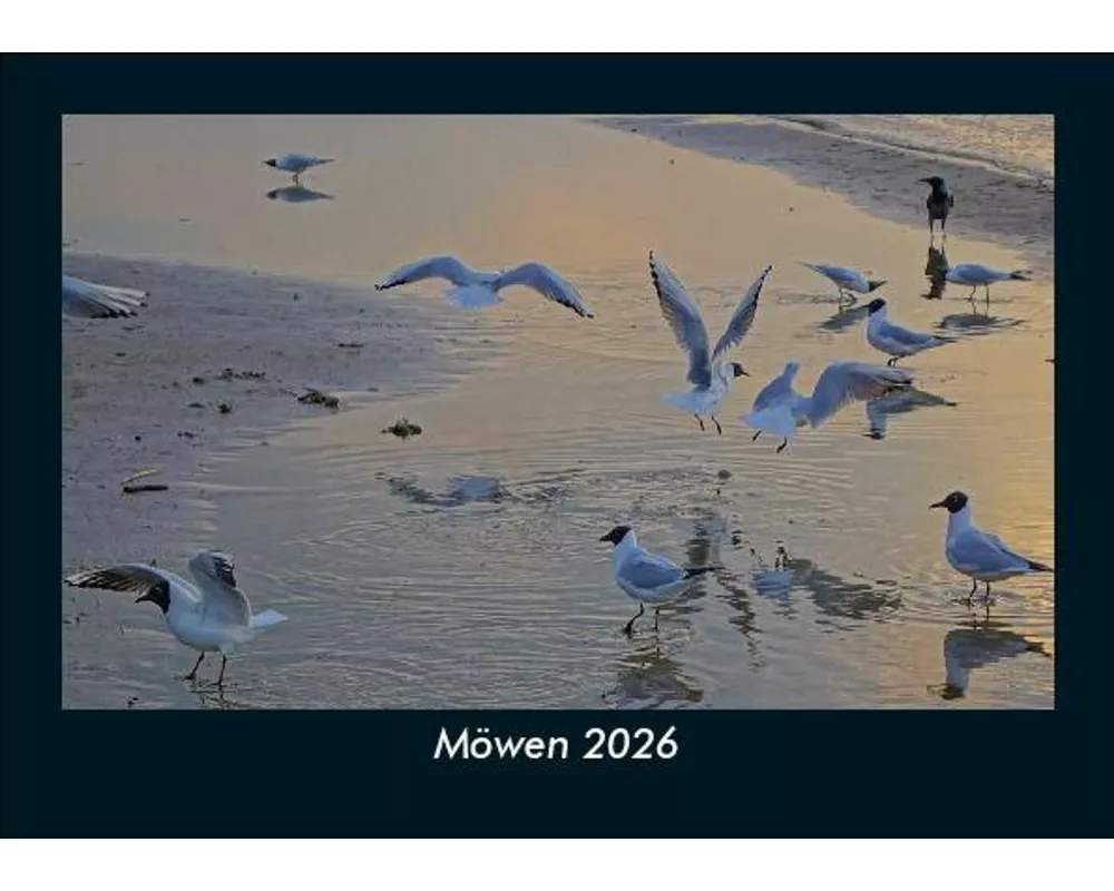 Möwen 2026 Fotokalender DIN A5