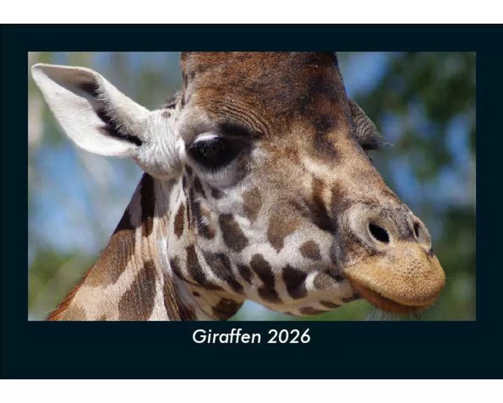 Giraffen 2026 Fotokalender DIN A5