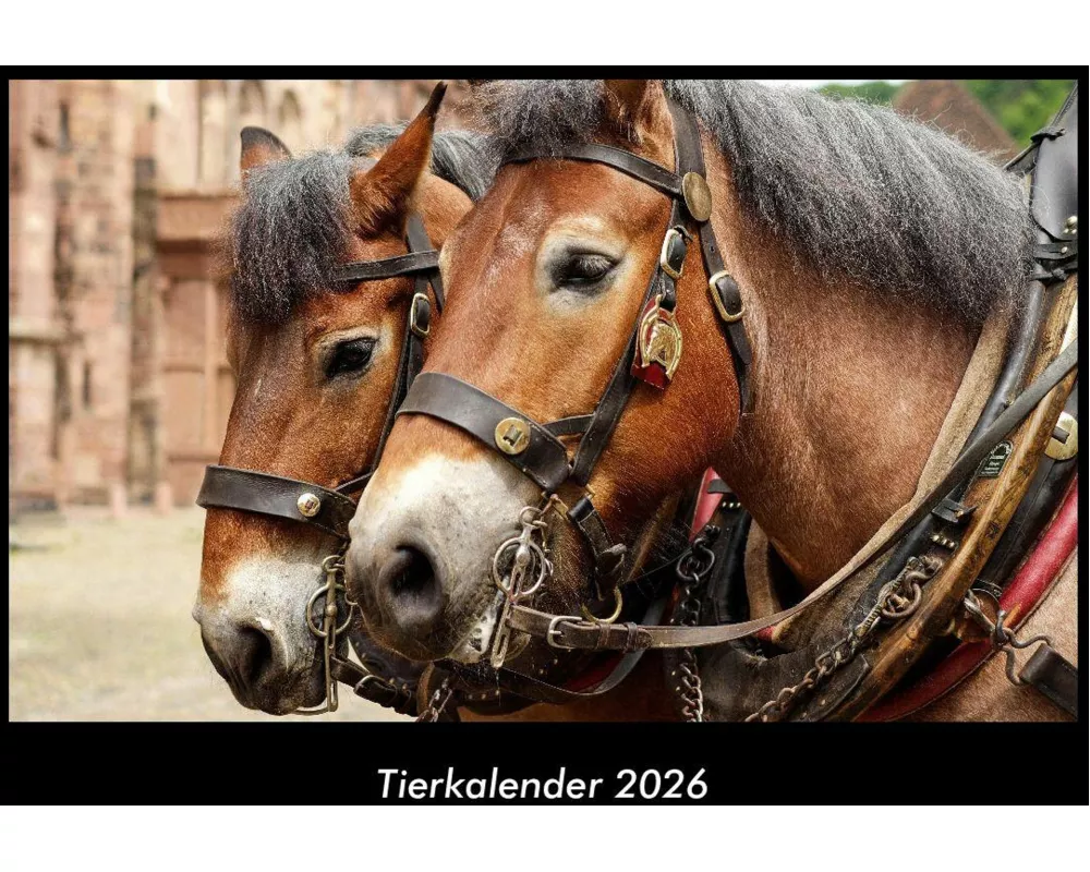 Tierkalender 2026 Fotokalender DIN A3