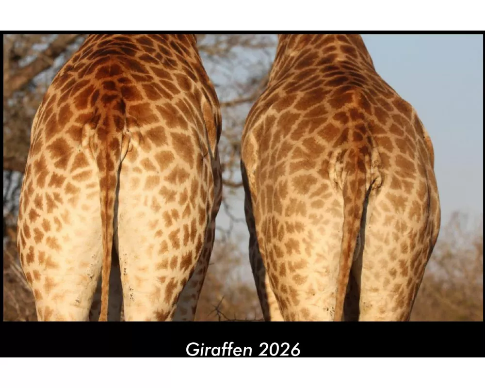 Giraffen 2026 Fotokalender DIN A3