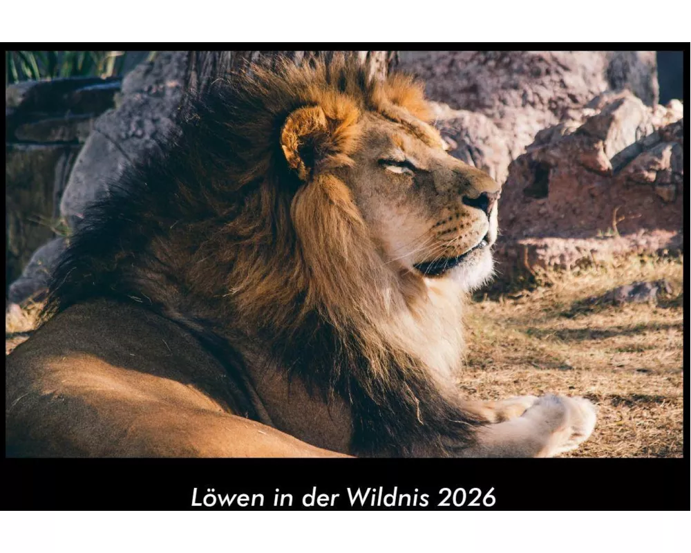 Löwen in der Wildnis 2026 Fotokalender DIN A3