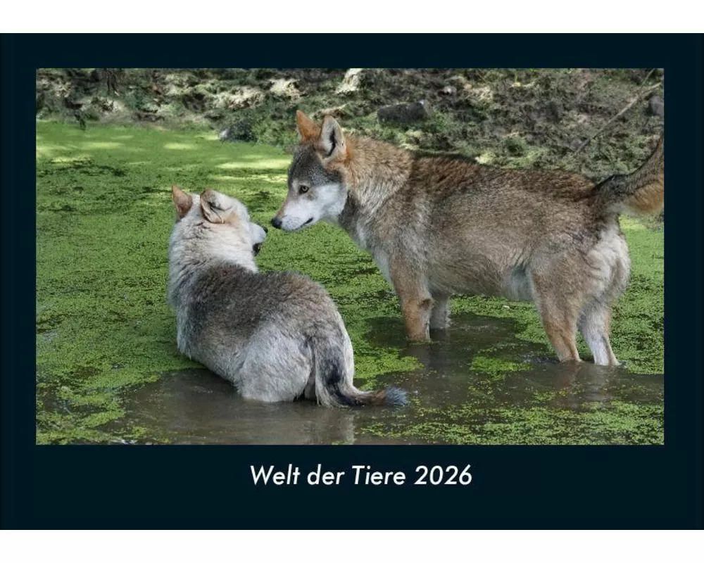 Welt der Tiere 2026 Fotokalender DIN A4