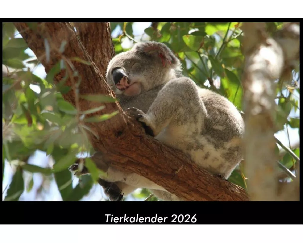 Tierkalender 2026 Fotokalender DIN A3