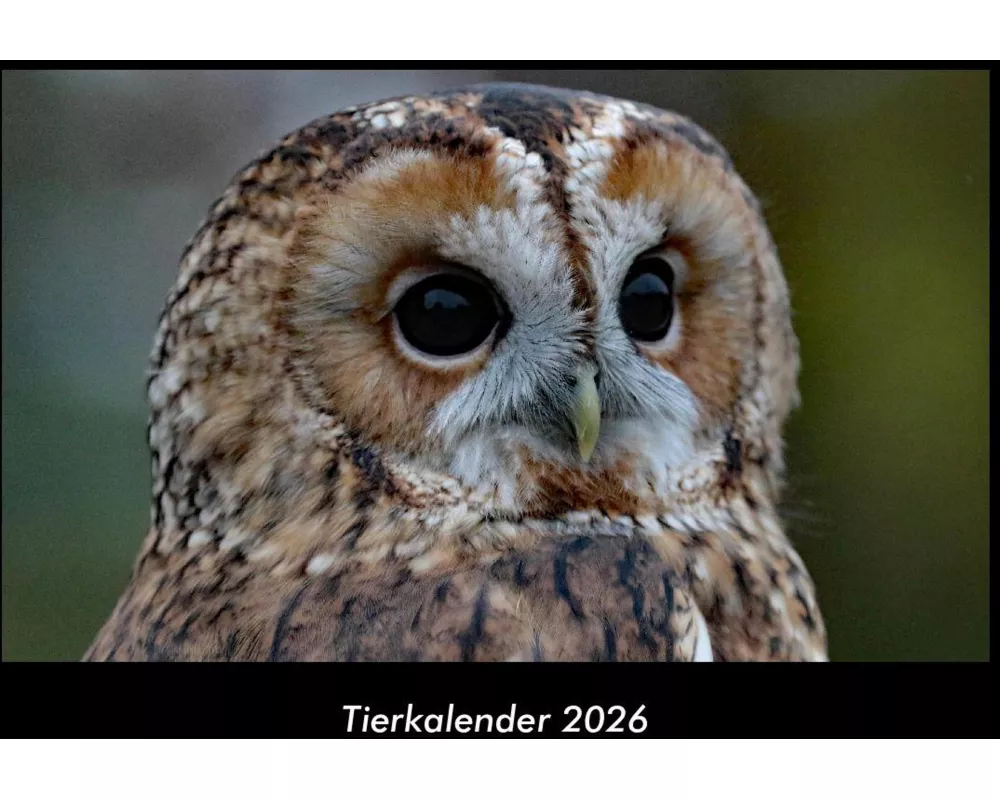 Tierkalender 2026 Fotokalender DIN A3