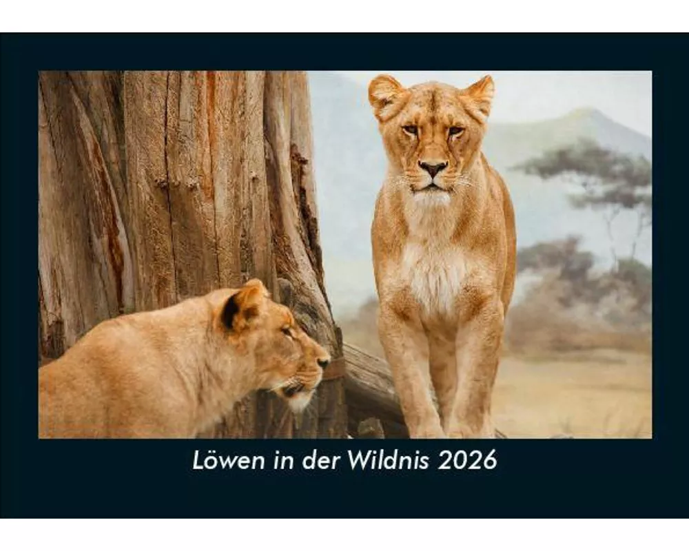 Löwen in der Wildnis 2026 Fotokalender DIN A5