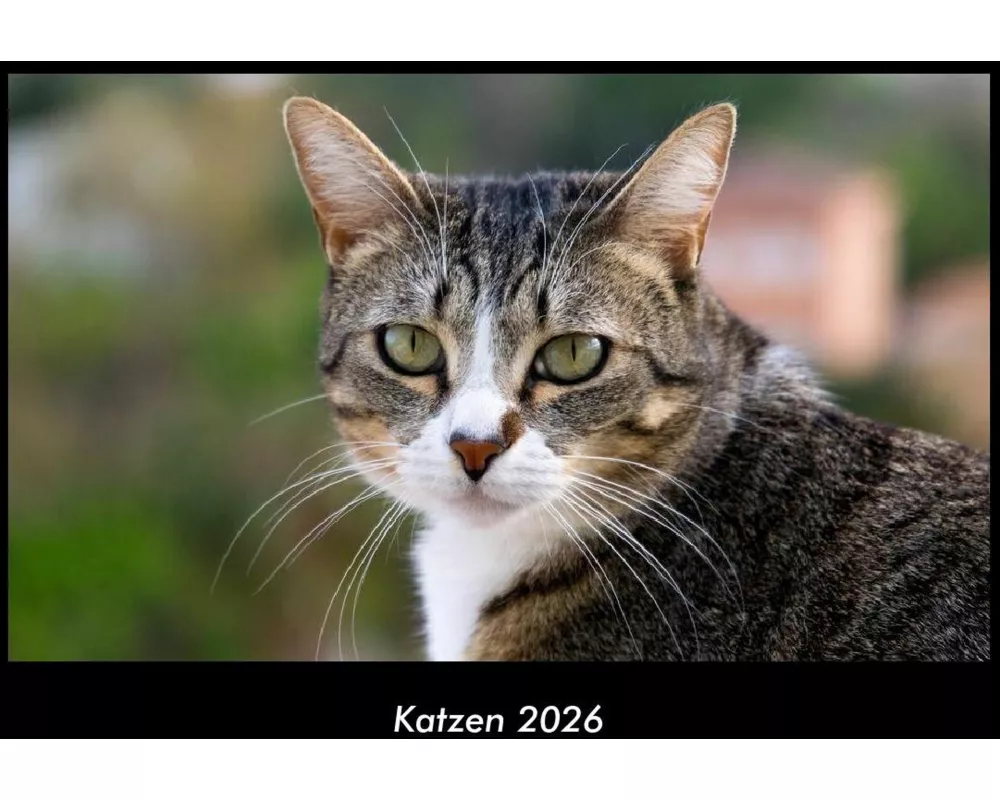 Katzen 2026 Fotokalender DIN A3
