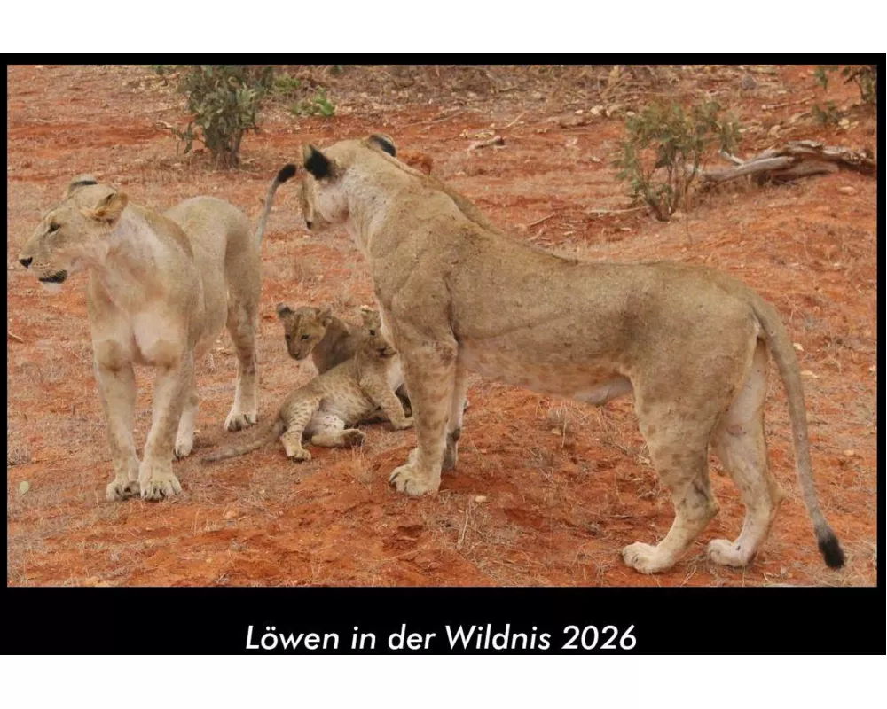 Löwen in der Wildnis 2026 Fotokalender DIN A3
