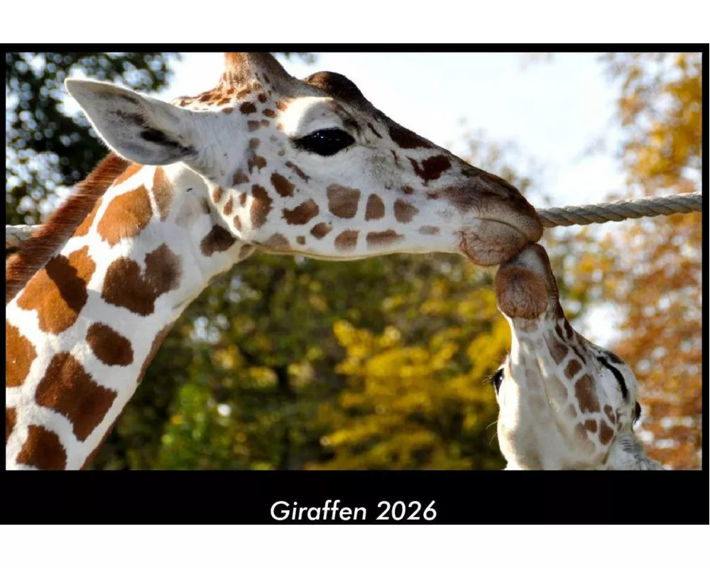 Giraffen 2026 Fotokalender DIN A3