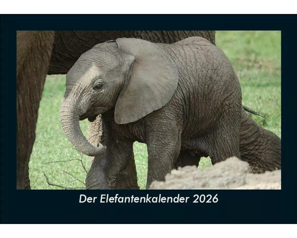 Der Elefantenkalender 2026 Fotokalender DIN A5