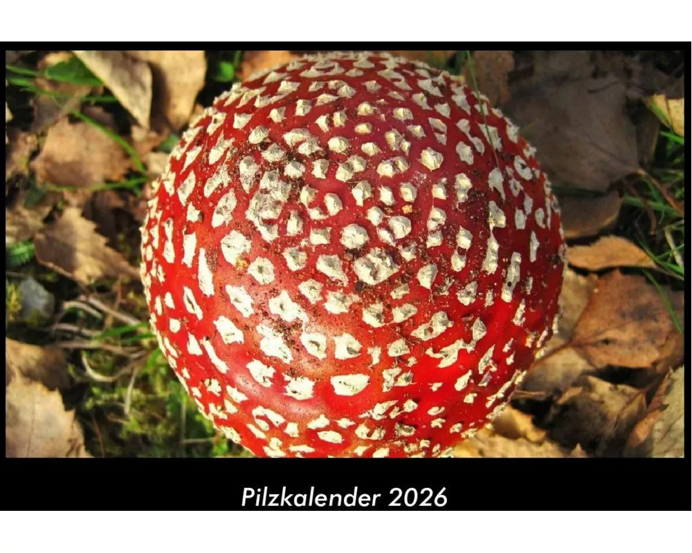 Pilzkalender 2026 Fotokalender DIN A3