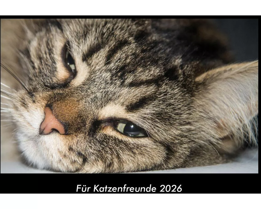 Für Katzenfreunde 2026 Fotokalender DIN A3