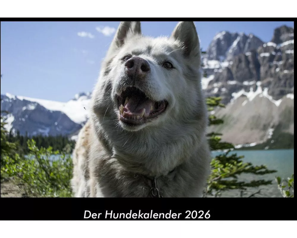 Der Hundekalender 2026 Fotokalender DIN A3