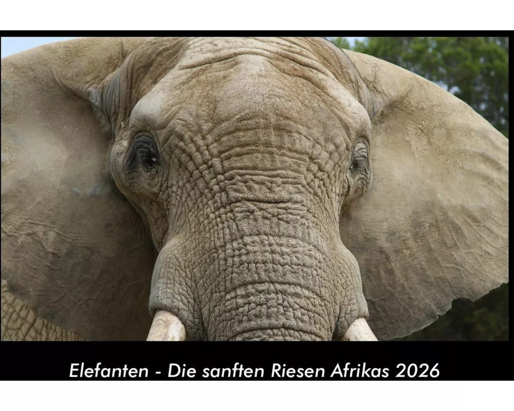 Elefanten - Die sanften Riesen Afrikas 2026 Fotokalender DIN A3