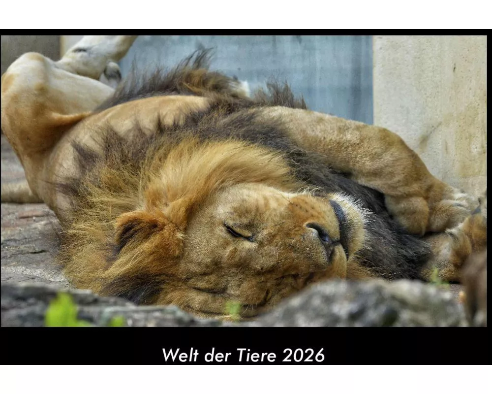 Welt der Tiere 2026 Fotokalender DIN A3