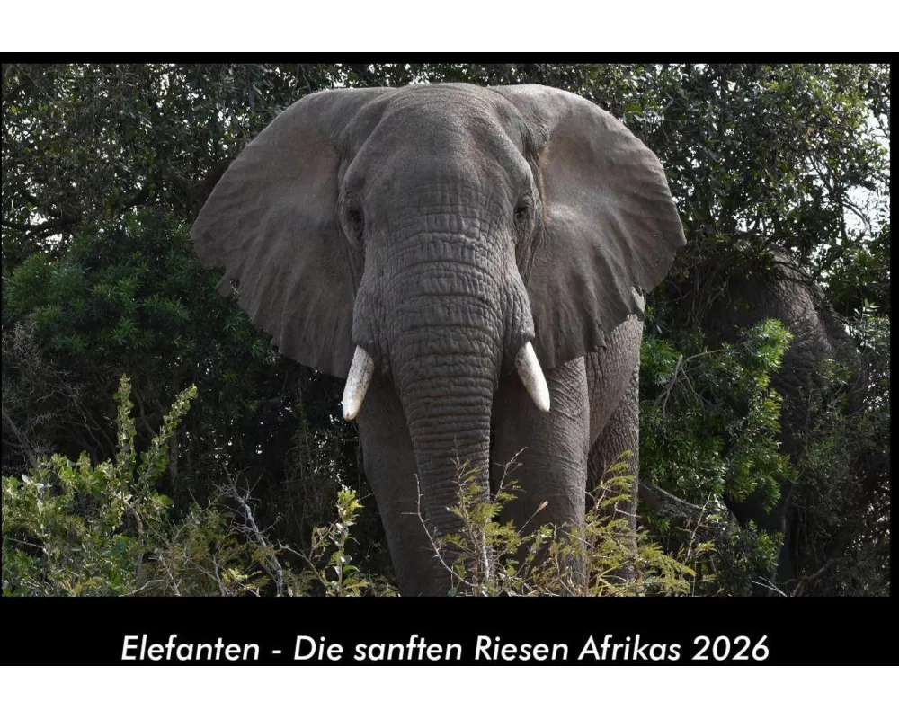 Elefanten - Die sanften Riesen Afrikas 2026 Fotokalender DIN A3
