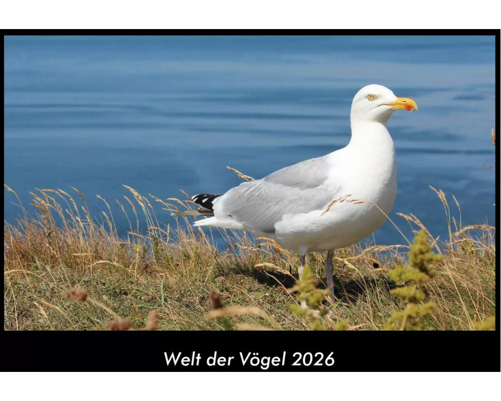 Welt der Vögel 2026 Fotokalender DIN A3