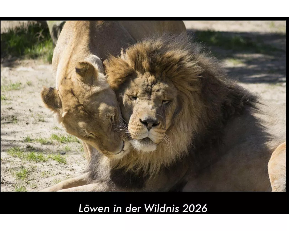 Löwen in der Wildnis 2026 Fotokalender DIN A3