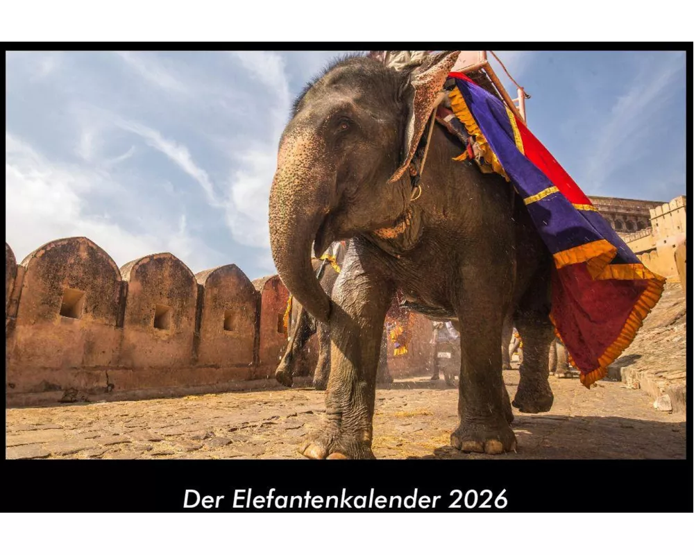 Der Elefantenkalender 2026 Fotokalender DIN A3