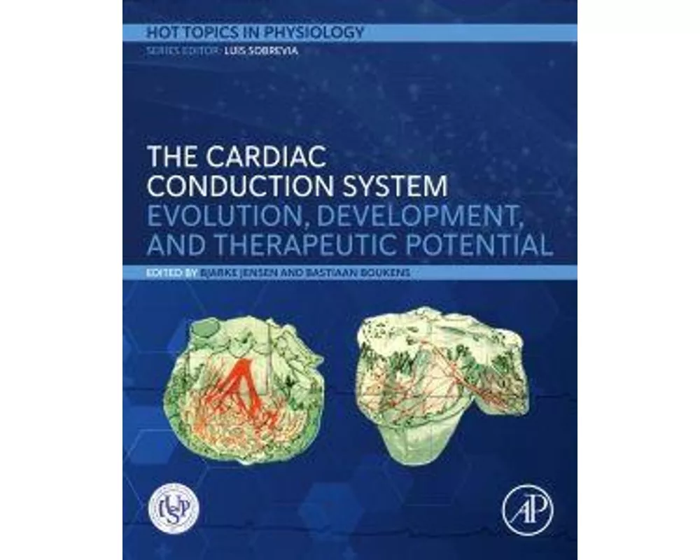 The Cardiac Conduction System