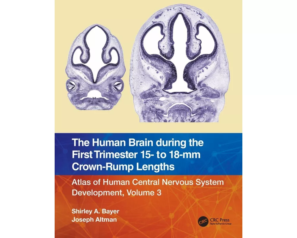 The Human Brain during the First Trimester 15- to 18-mm Crown-Rump Lengths