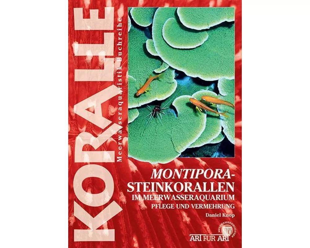 Montipora-Steinkorallen im Meerwasseraquarium