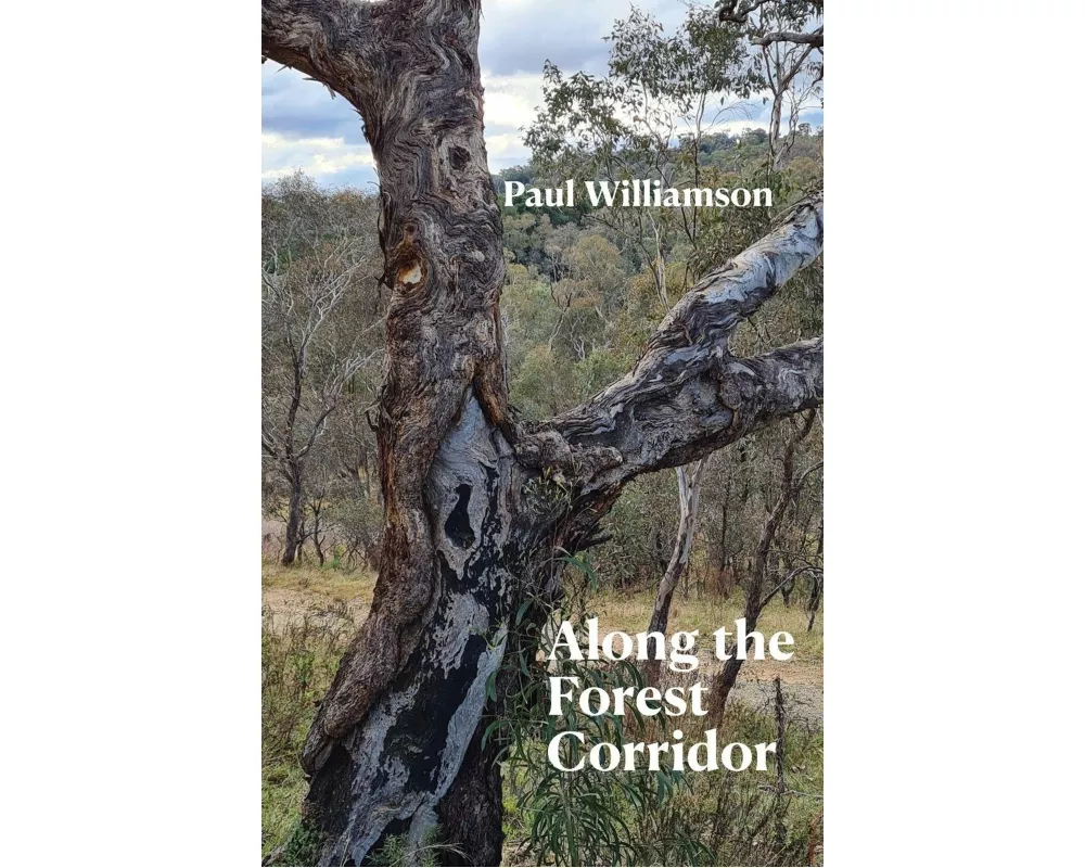 Along the Forest Corridor