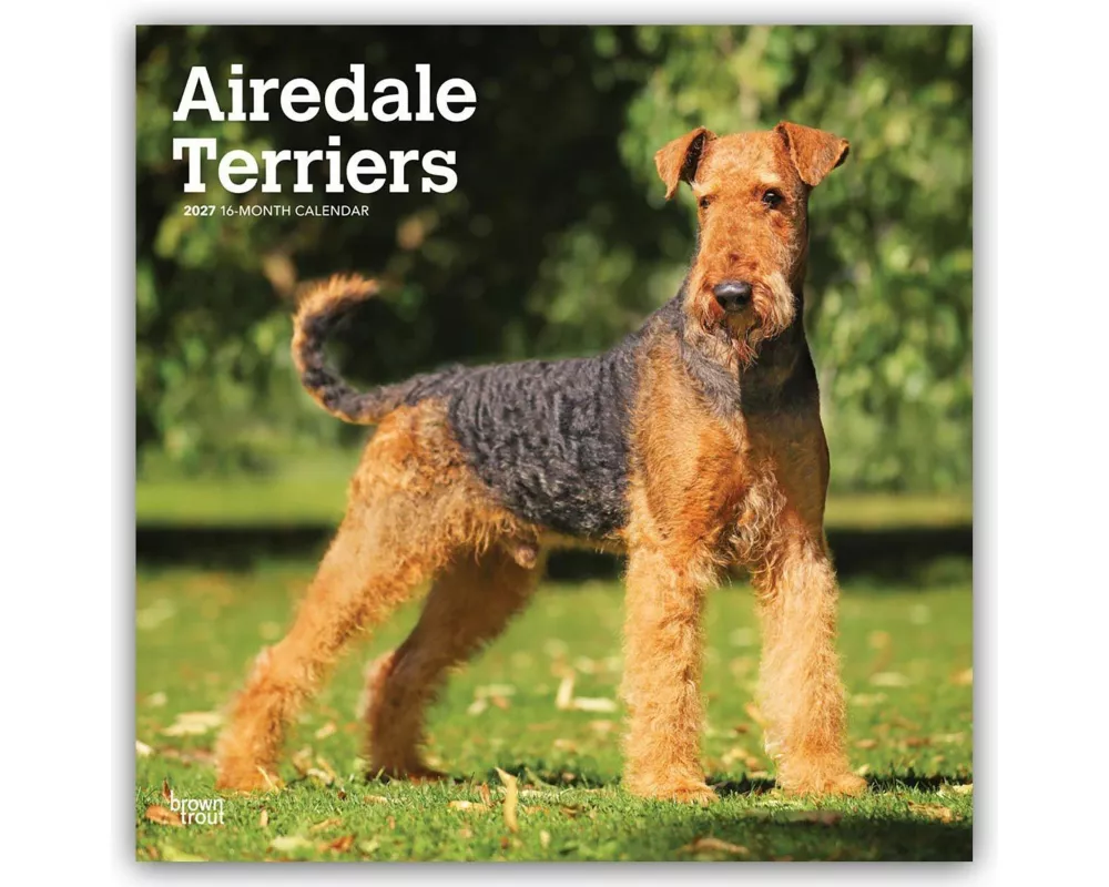 Airedale Terrier 2027 - 16-Monatskalender