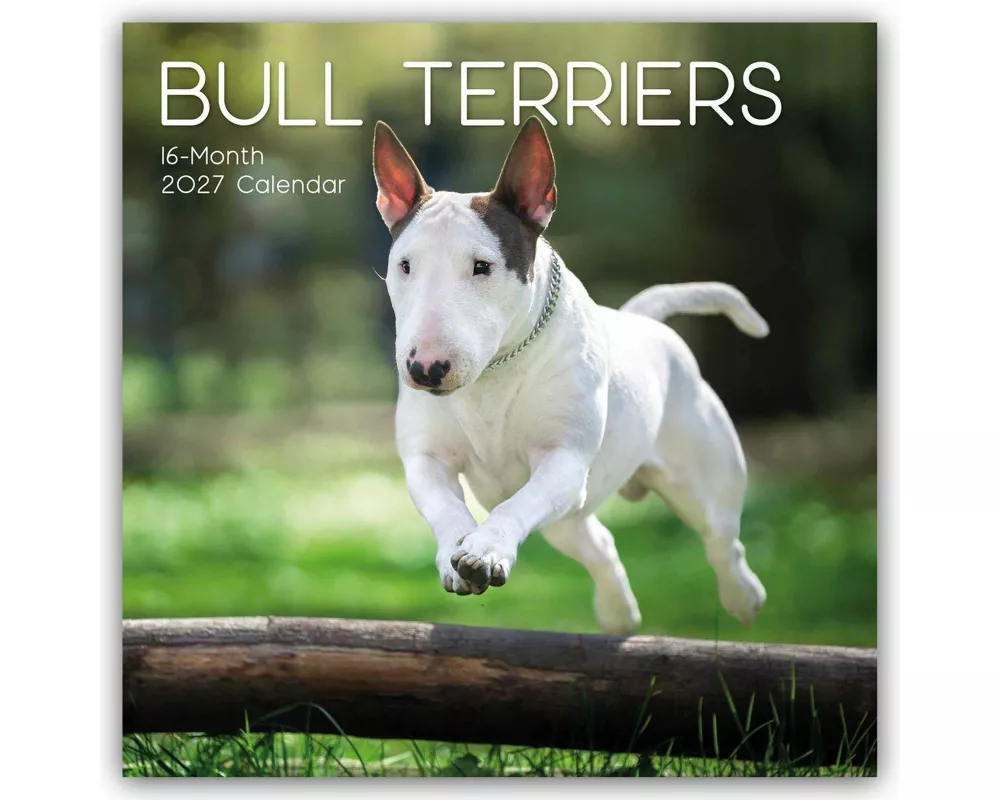 Bull Terrier 2027 - 16-Monatskalender