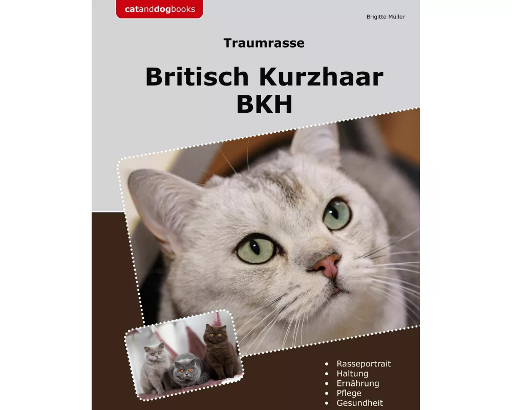 Traumrasse Britisch Kurzhaar