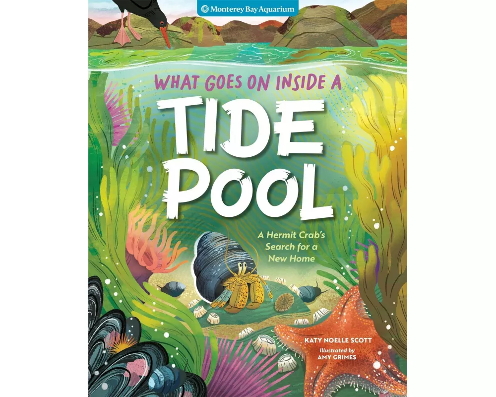 What Goes On Inside a Tide Pool