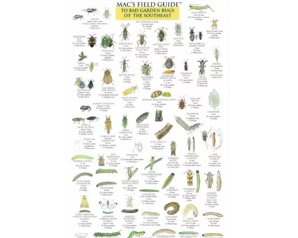 Mac's Field Guides: Southeast Garden Bugs