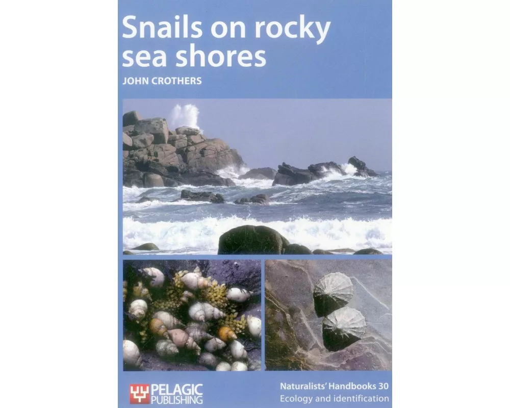 Snails on rocky sea shores