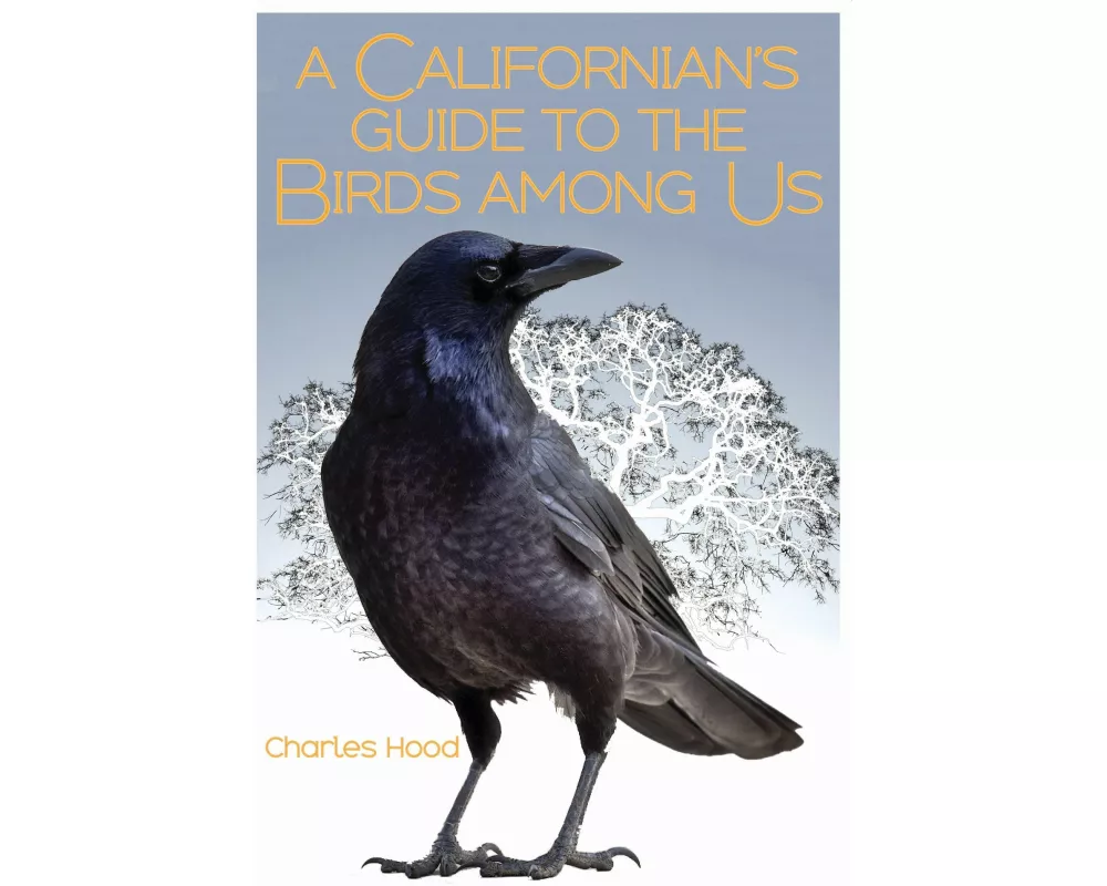 A Californian's Guide to the Birds among Us