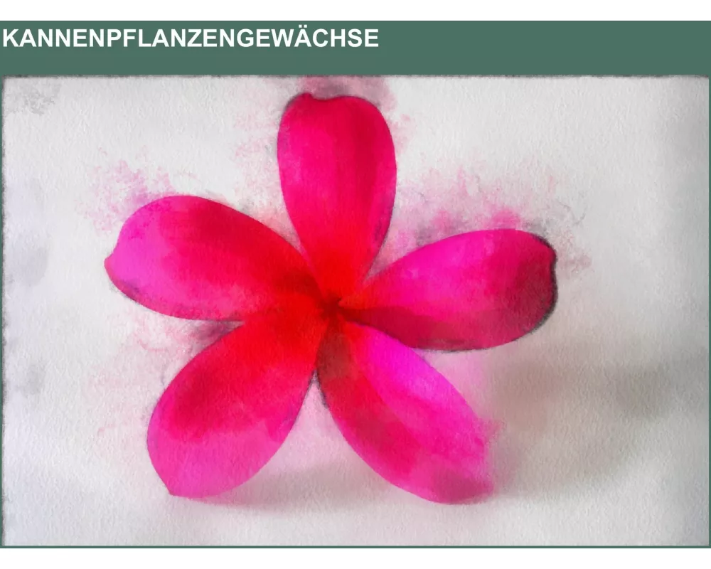 Kannenpflanzengewächse
