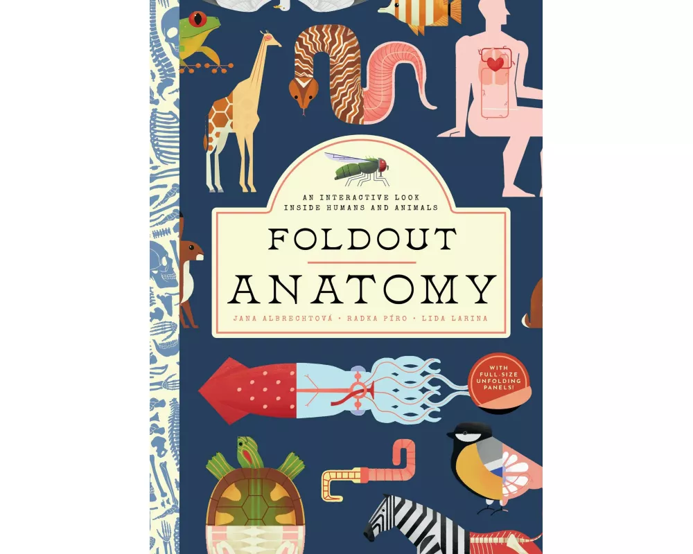 Foldout Anatomy
