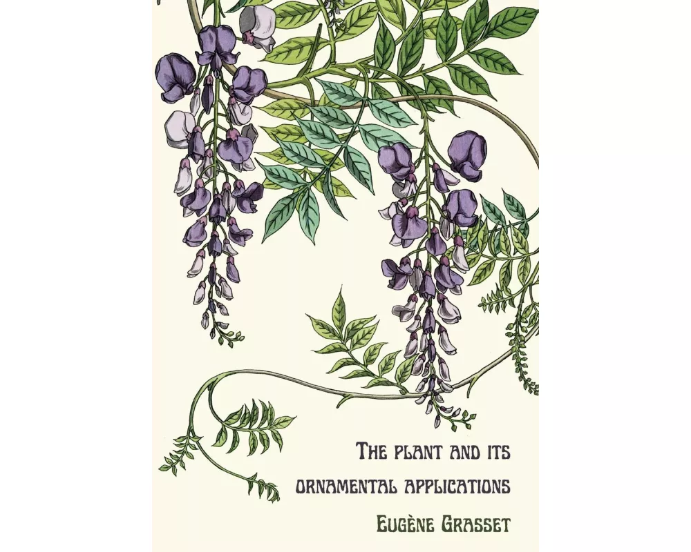 The plant and its ornamental applications
