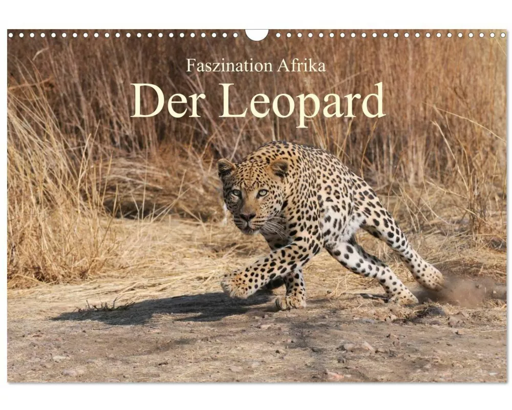 Faszination Afrika: Der Leopard (Wandkalender 2026 DIN A3 quer), CALVENDO Monatskalender
