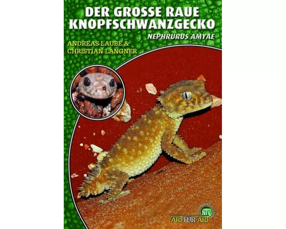 Der Große Raue Knopfschwanzgecko