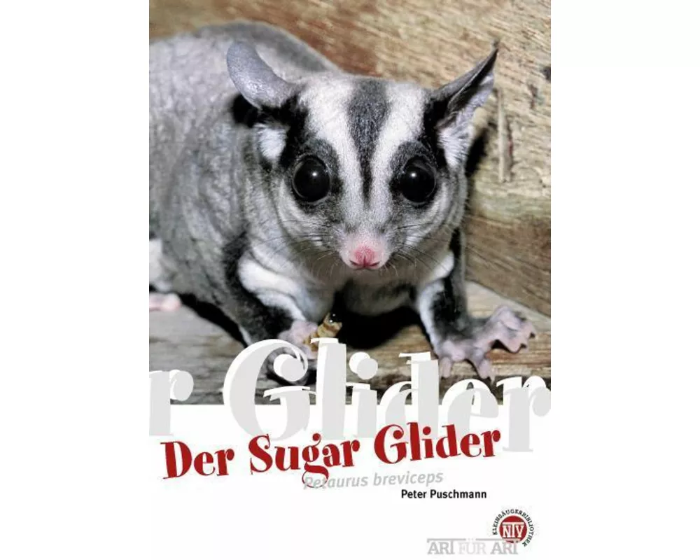 Der Sugar Glider