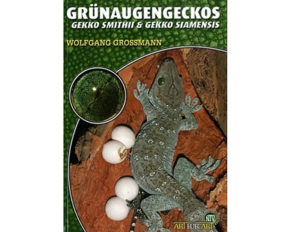 Grünaugengeckos