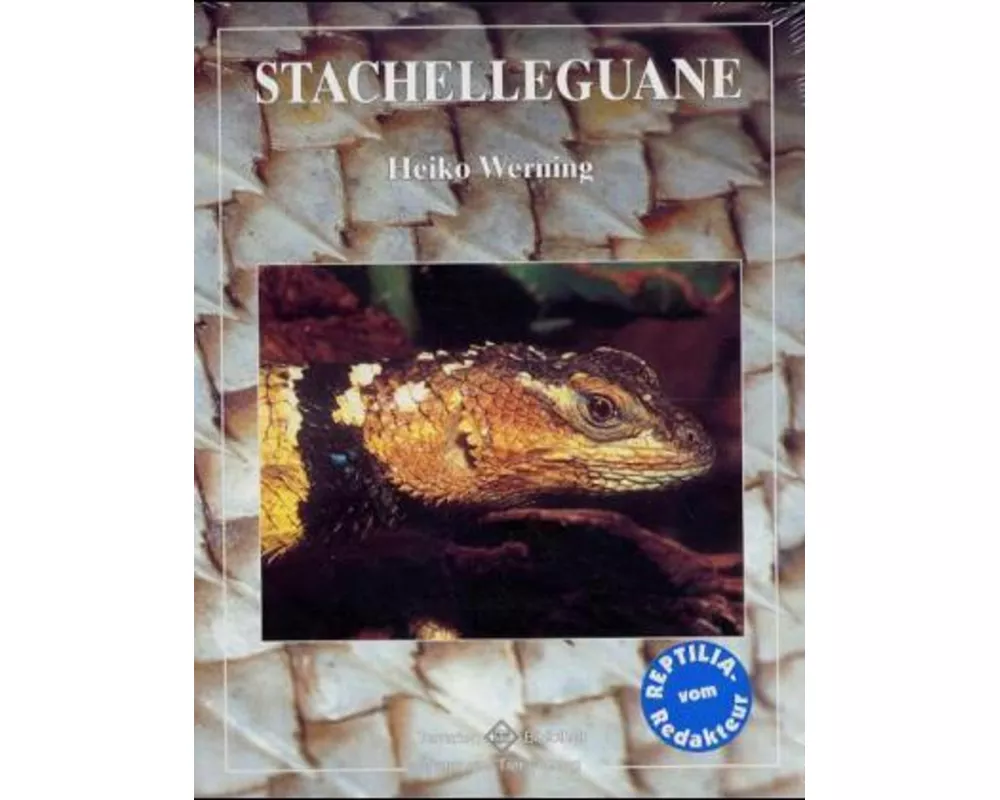 Stachelleguane