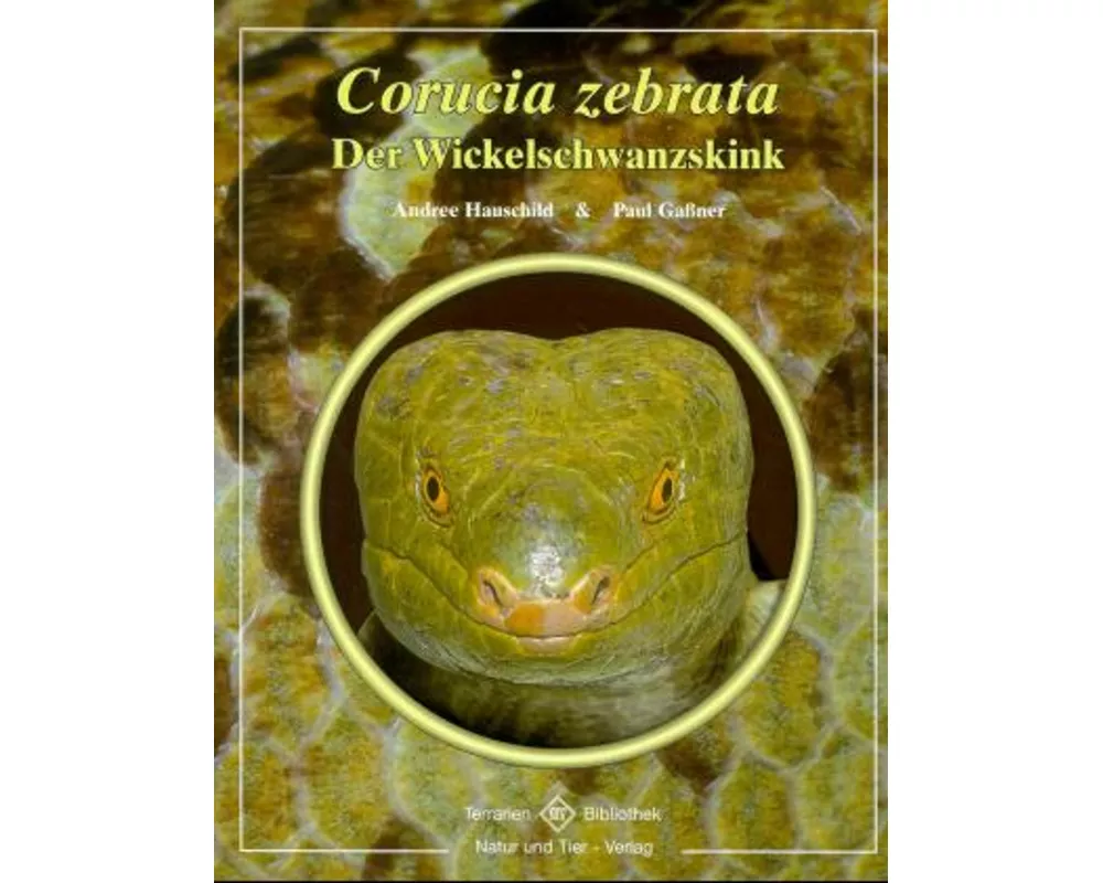 Corucia zebrata