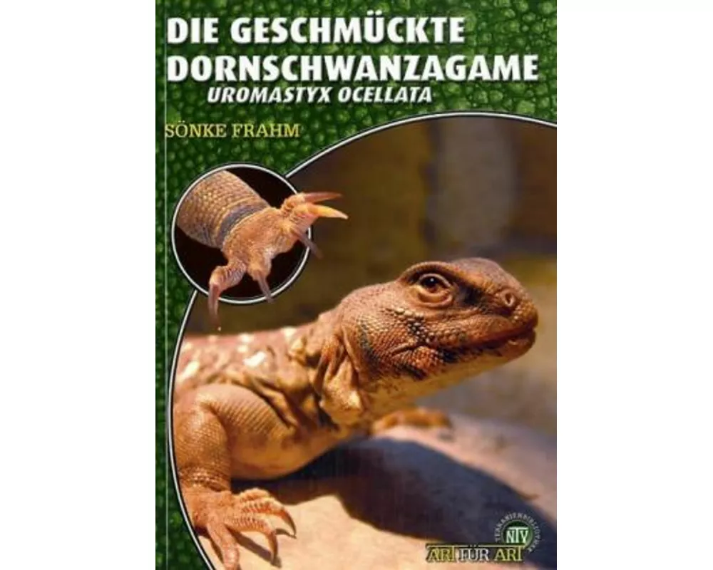 Die Geschmückte Dornschwanzagame
