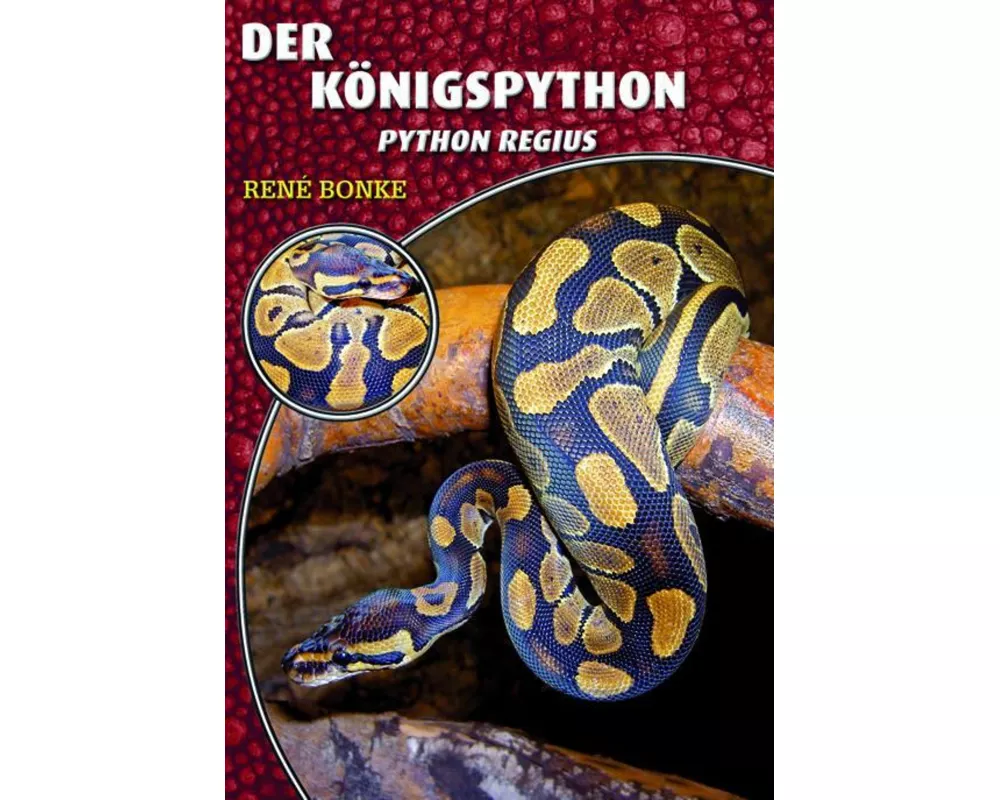 Der Königspython