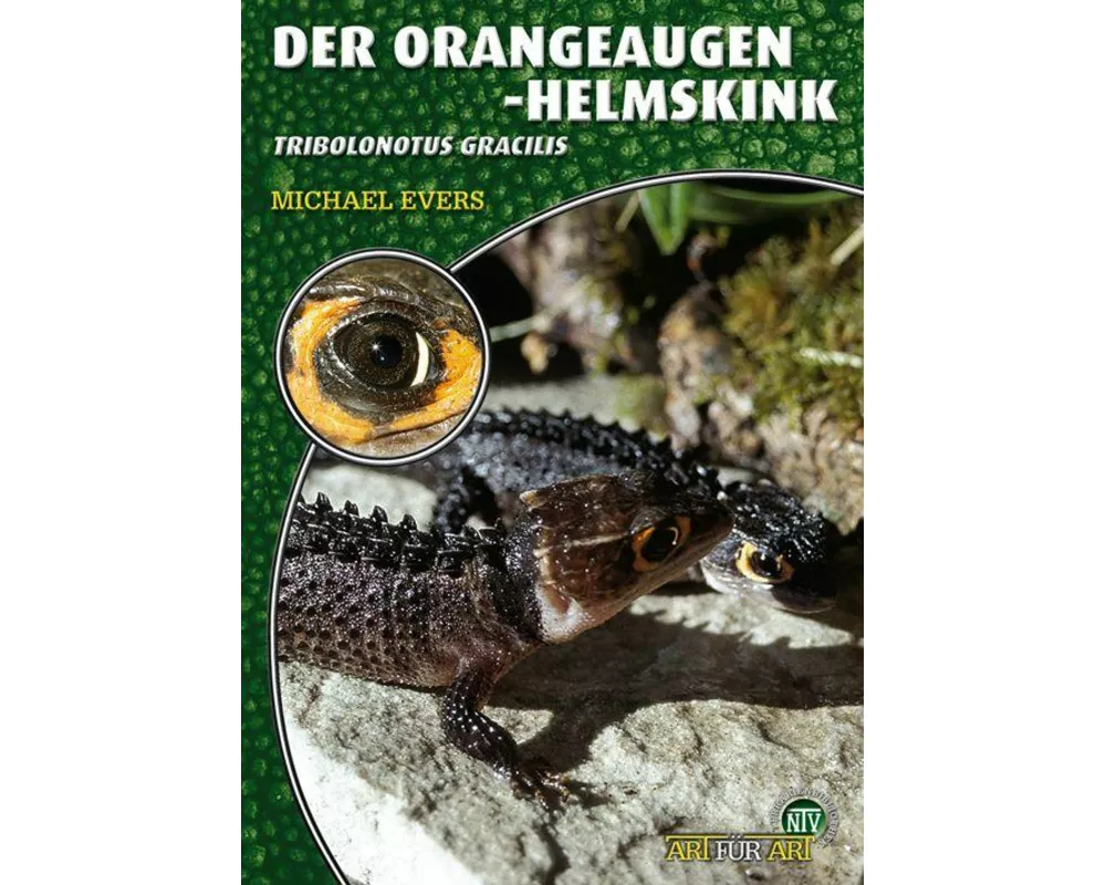 Der Orangeaugen-Helmskink