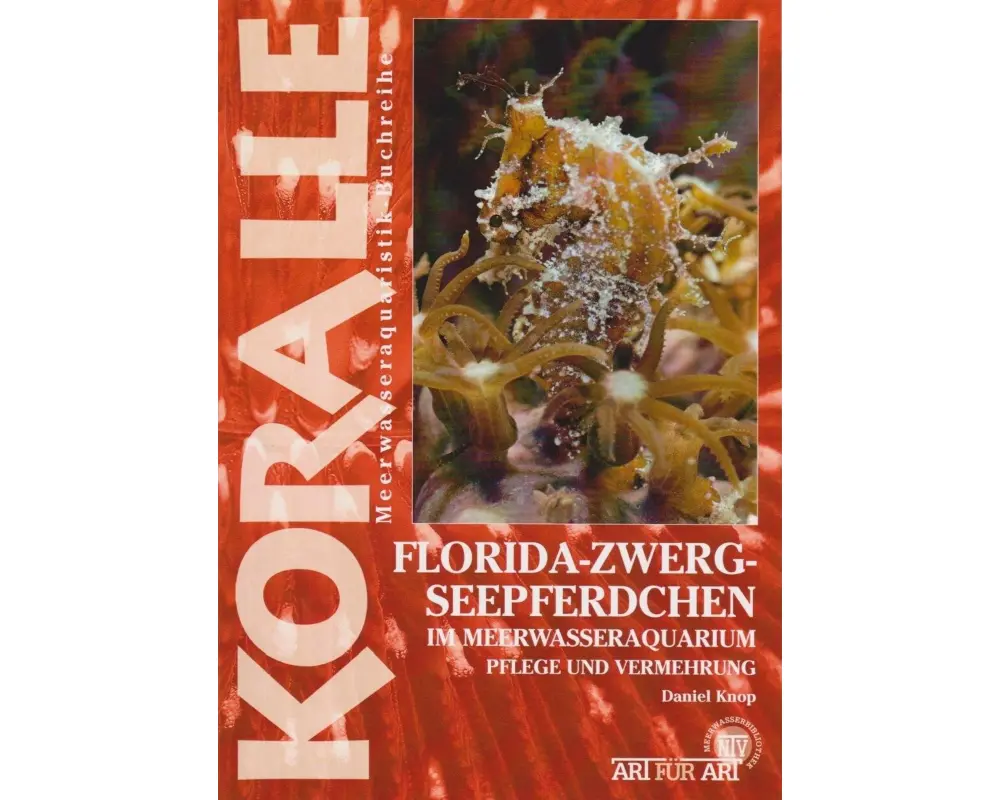 Florida-Zwergseepferdchen im Meerwasseraquarium